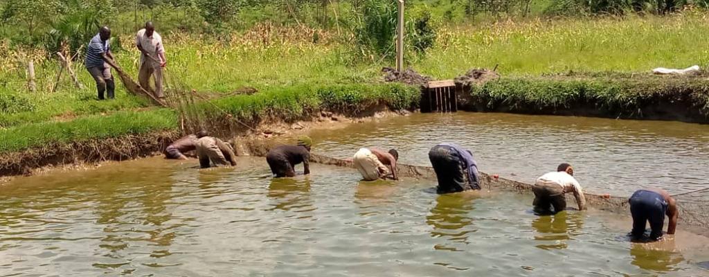 Fish Farming in the District